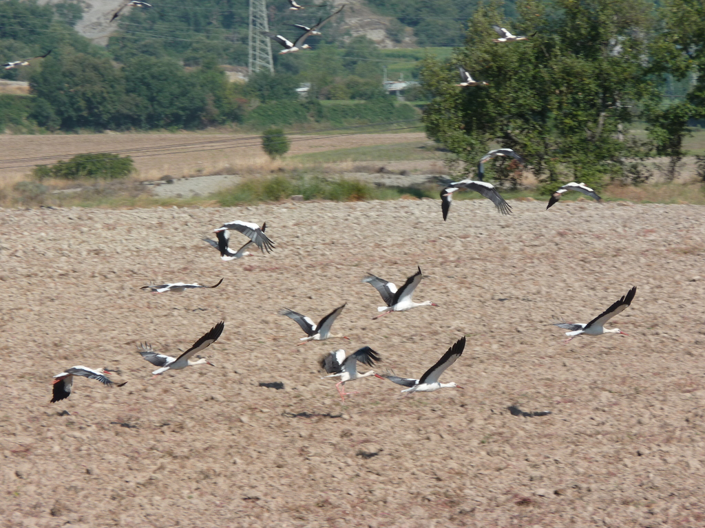 No s'ha trobat l'arxiu